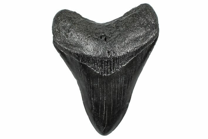 Fossil Megalodon Tooth - South Carolina #362455